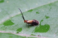 Micropterigidae