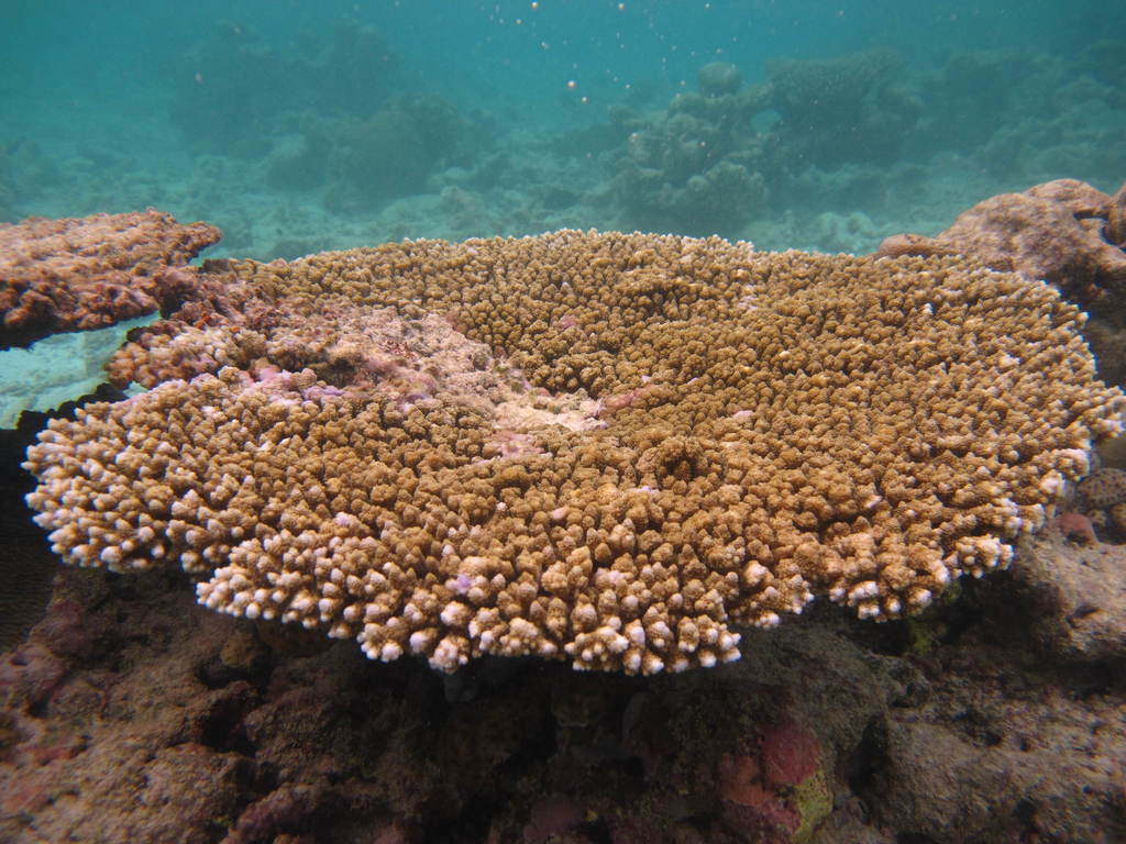 Brush Coral