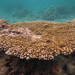 Brush Coral - Photo (c) MDC Seamarc Maldives, some rights reserved (CC BY-SA)