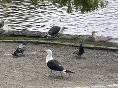 Larus fuscus intermedius