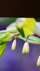 Polygonatum odoratum pluriflorum
