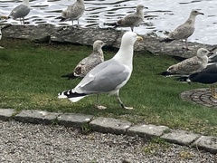 Larus argentatus