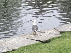 Larus fuscus intermedius