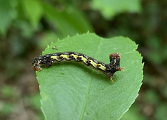 Erannis defoliaria