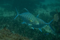 Ferdauia ferdau