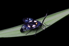 Trypanophora semihyalina