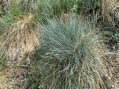 Festuca glauca