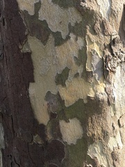 Platanaceae