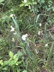 Calochortus apiculatus