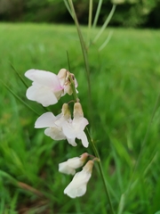 Lathyrus pannonicus