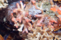 Margaretta levinseni