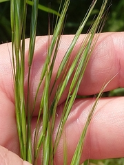 Bromus sterilis