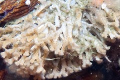 Gigantopora polymorpha