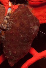 Alcyonidium nodosum
