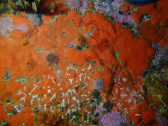 Parazoanthus capensis