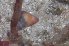 Tricolia