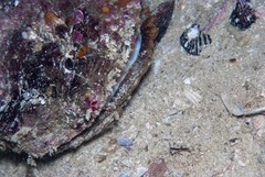 Striostrea margaritacea