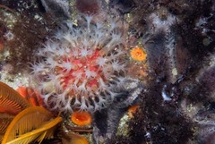 Alcyonium variabile