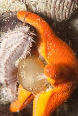 Lugubrilaria lugubris