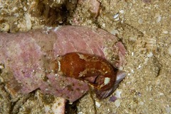 Apletodon pellegrini