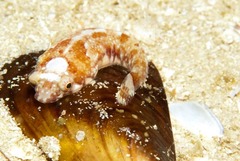 Apletodon pellegrini