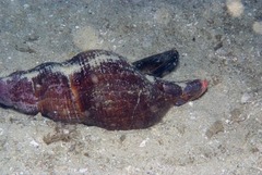 Lugubrilaria lugubris
