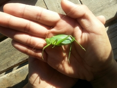 Paracyrtophyllus robustus