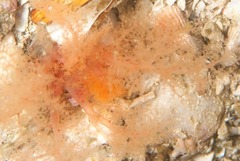 Thyone aurea
