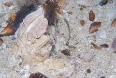 Austromegabalanus cylindricus