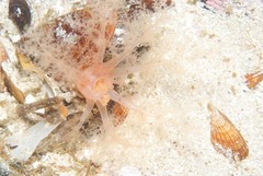 Thyone aurea