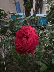 Rosa