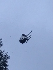 Araneus bicentenarius
