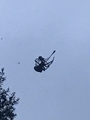 Araneus bicentenarius