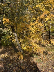 Acer tataricum