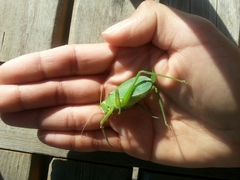 Paracyrtophyllus robustus