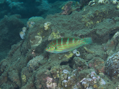 Halichoeres binotopsis