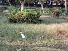 Bubulcus ibis
