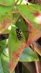 Xanthogramma pedissequum