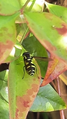 Xanthogramma pedissequum