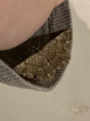 Dicrognophos sartata