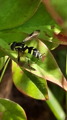 Xanthogramma pedissequum