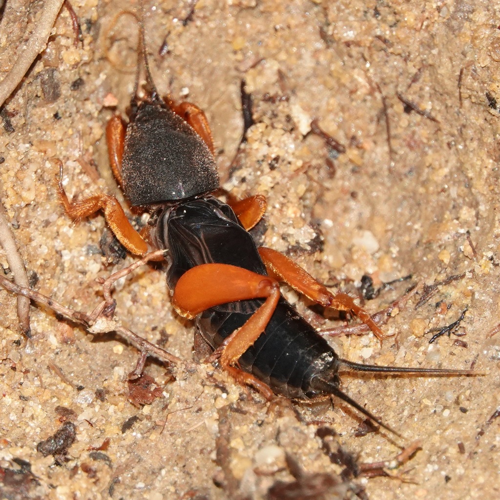 Gryllotalpa fulvipes