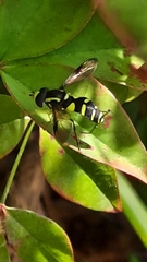 Xanthogramma pedissequum