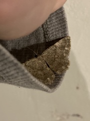 Dicrognophos sartata