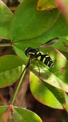 Xanthogramma pedissequum