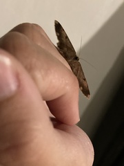 Dicrognophos sartata