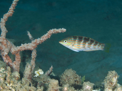 Halichoeres binotopsis