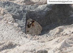 Megachile desertorum