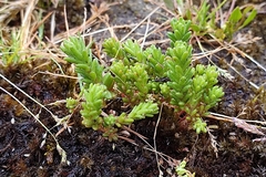 Sedum villosum