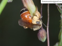 Andrena chrysopus